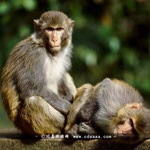 ++趣说上川猴子【老马识途第五期】